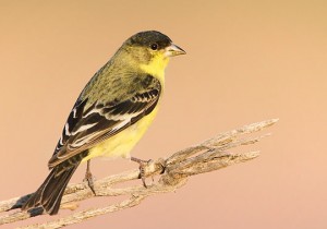 Lesser-Goldfinch