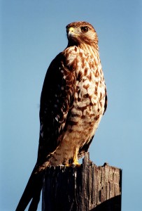Red_Tailed_Hawk_lg