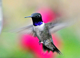 black_chinned_hummingbird_glamor12