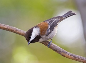 chestnut-backed-chickadee-1