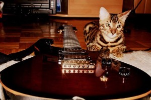 guitar cat