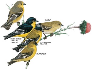 lesser-goldfinch-illustration_17276_600x450-1