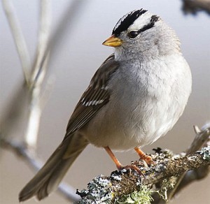 white_crowned_sparrow_2