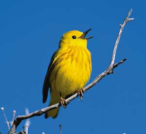 yellow_warbler