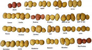600px-Several_varieties_of_potatoes