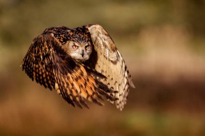 eagle owl