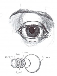 eye anatomy Forum