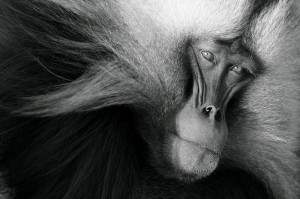 gelada