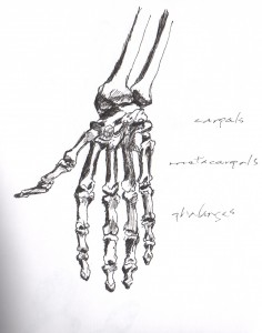 hand anatomy 1