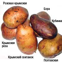 potato31