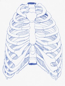 rib cage (pen and ink) 2003