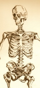 rib cage skeleton