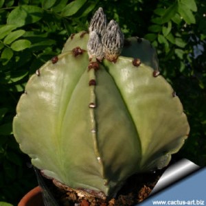 Astrophytum_myriostigma_nuda_360