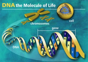 molecule of life