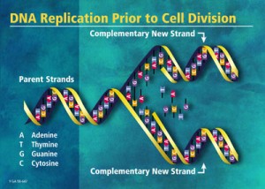 replicating dna