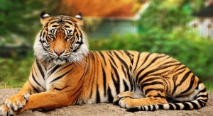 bengal-tiger-gazzing