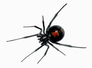 black widow