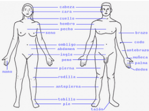 CUERPO_HUMANO1