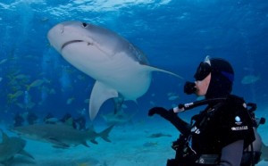 ShawnHeinrichs-2012-09-25at08-25-52-42611-15721-530x330