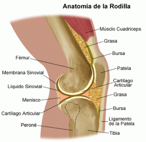 articulacion-de-la-rodilla