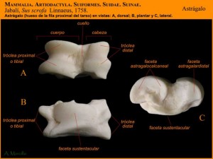 atlascraneos_jabali_astragalo