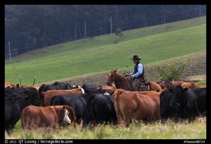 Cowboy rounding up cattle herd. Maui, Hawaii, USA