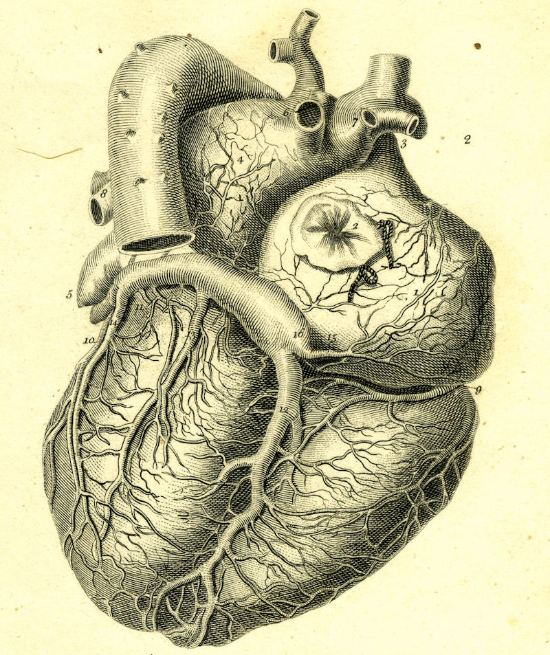 Орган сердце человека рисунок. Анатомия сердца анатомия. Анатомическое сердце человека. Сердце Анатомическое изображение.