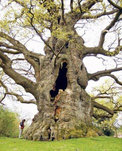 Kentish tree 500-6-- years old
