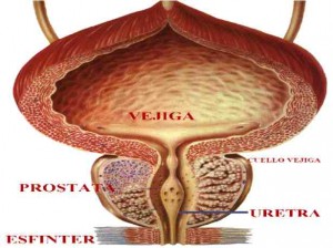 VEJIGA-PROSTATA