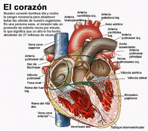 corazo2