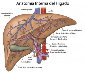 higado_anatomia