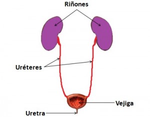 sistema-urinario